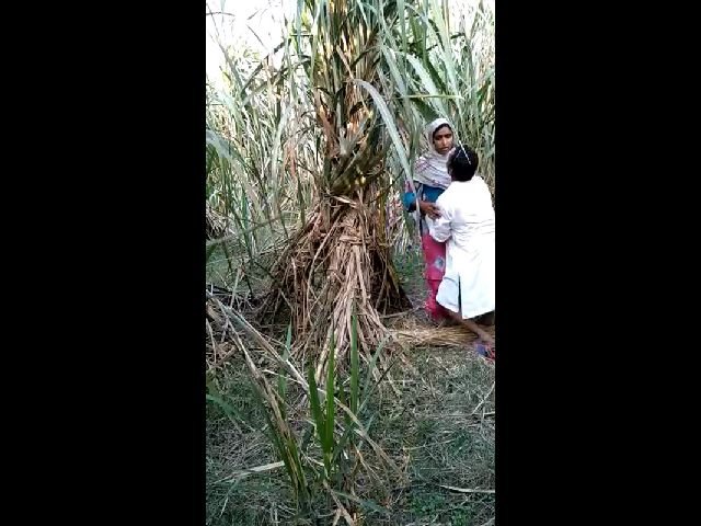 sasur bahu fucking in field